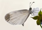 Farfalla Cavolaia o Pieride- Pieris brassicae Farfalla Cavolaia o Pieride- Pieris brassicae