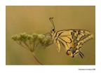 Annarella Annarella