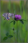 Un papilio... Un papilio...