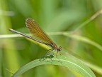 damigella damigella