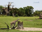 Giraffa nana... Giraffa nana...