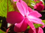 Fiore Fiore
