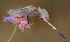 Libellula Libellula