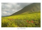 la Fiorita la Fiorita