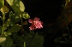 fiore fiore