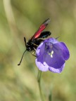 mosca o farfalla? mosca o farfalla?