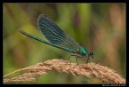 Calopteryx splendens in luce dura...
