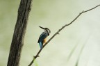 Kingfisher