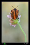 Graphosoma italicum Graphosoma italicum