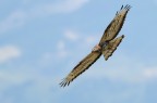 Falco Pecchiaiolo 5 Falco Pecchiaiolo 5