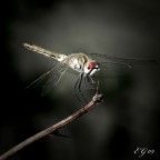 una prova senza pretese