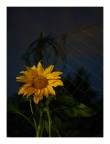 girasole nottambulo girasole nottambulo