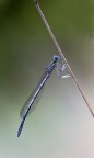 Damigella Damigella