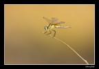 libellula... libellula...