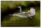 Volo Volo