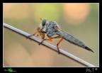 Predatore e Preda Predatore e Preda