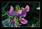 violet violet