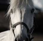Sguardo Sguardo