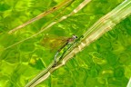 Acque cristalline per la deposizione della calopterix Acque cristalline per la deposizione della calopterix