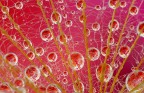 Un ibiscus visto da cento goccioline Un ibiscus visto da cento goccioline