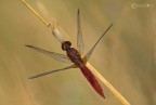 Crocothemis erythraea vista dall'alto Crocothemis erythraea vista dall'alto