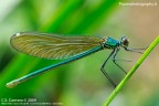 Libellula 3 Libellula 3