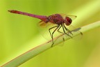 La mia prima libellula La mia prima libellula