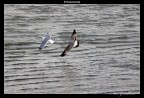 Il rincorrersi. Il rincorrersi.