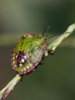 cimice 2 cimice 2