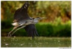Volando Volando