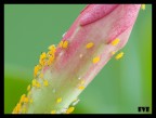 pidocchi su un fiore pidocchi su un fiore