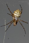 Argiope lobata e la sua preda Argiope lobata e la sua preda