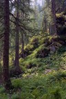 Nel bosco Nel bosco