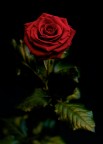 Rosa Rosa