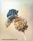 cicala cicala