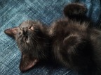 Il sonno Il sonno