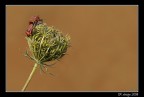 Cimici - tentativo di macro Cimici - tentativo di macro
