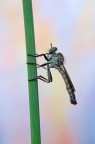 Asilidae Asilidae