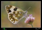 Pontia Daplidice Pontia Daplidice