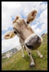 Moooo! Moooo!