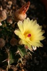 Cactus in fiore Cactus in fiore