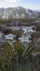 stelle alpine stelle alpine