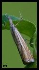 falena falena