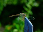 Libellula Libellula