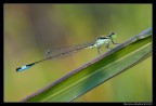 Ischnura elegans (maschio immaturo) Ischnura elegans (maschio immaturo)