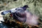 volo volo
