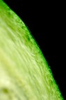 Black and Green Black and Green