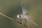 Libellula