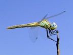 libellula libellula