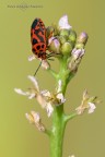 Eurydema Eurydema